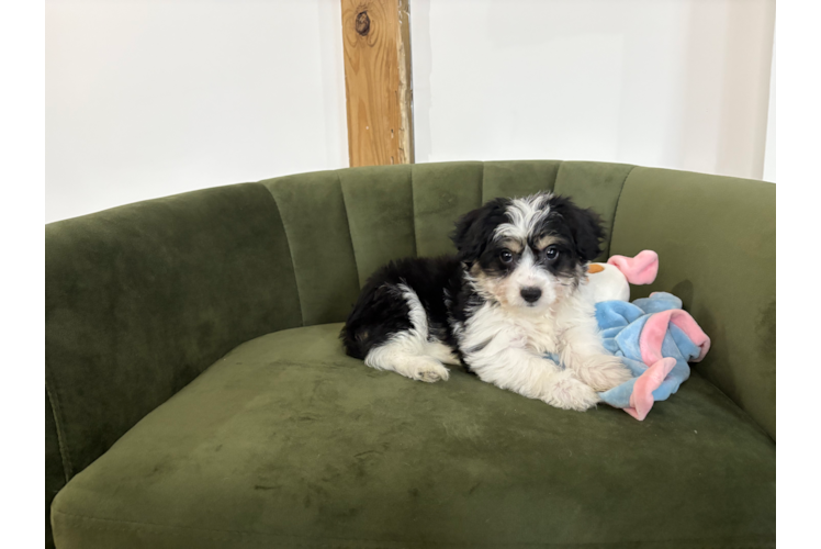 Cute Aussiechon Baby