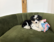10 week old Aussiechon Puppy For Sale - Pilesgrove Pups