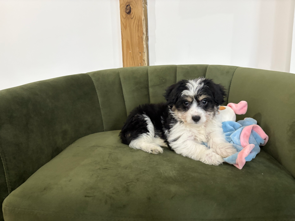 Cute Aussiechon Baby