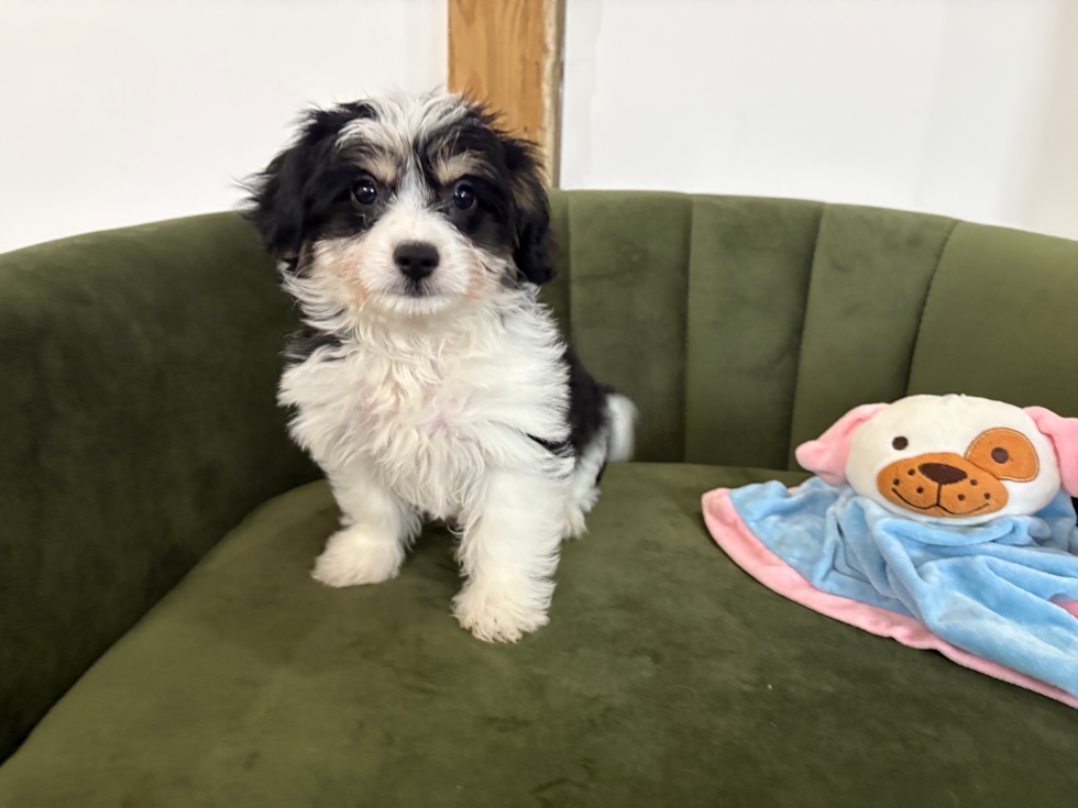 Best Aussiechon Baby