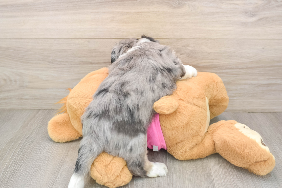 Aussiechon Pup Being Cute