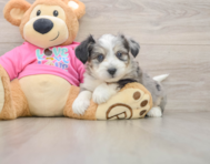8 week old Aussiechon Puppy For Sale - Pilesgrove Pups