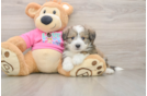Adorable Aussie Bichon Designer Puppy