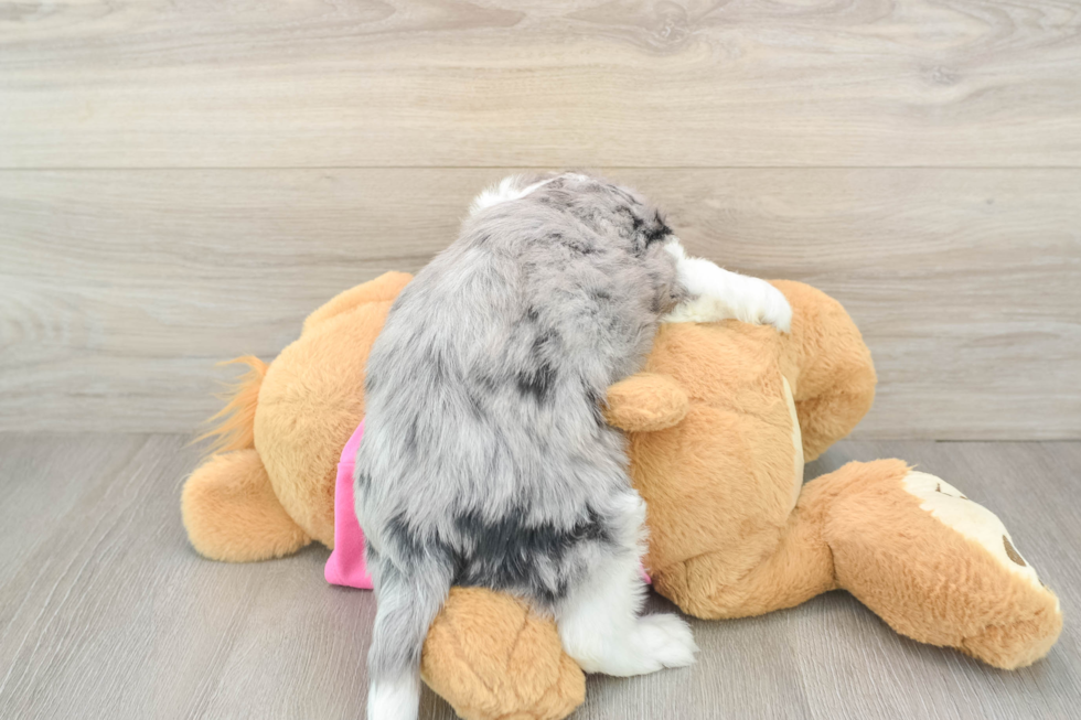 Fluffy Aussiechon Designer Pup