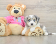 6 week old Aussiechon Puppy For Sale - Pilesgrove Pups
