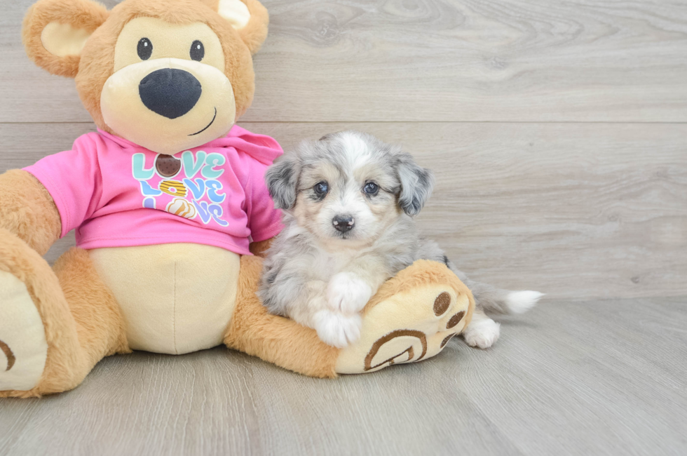 5 week old Aussiechon Puppy For Sale - Pilesgrove Pups