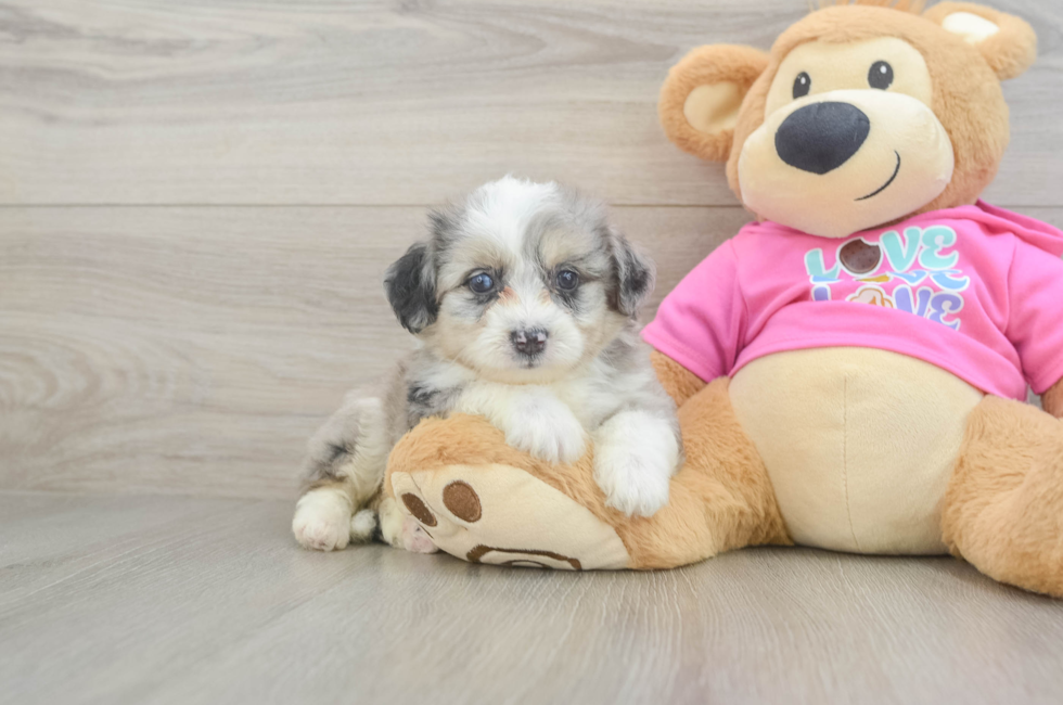 5 week old Aussiechon Puppy For Sale - Pilesgrove Pups