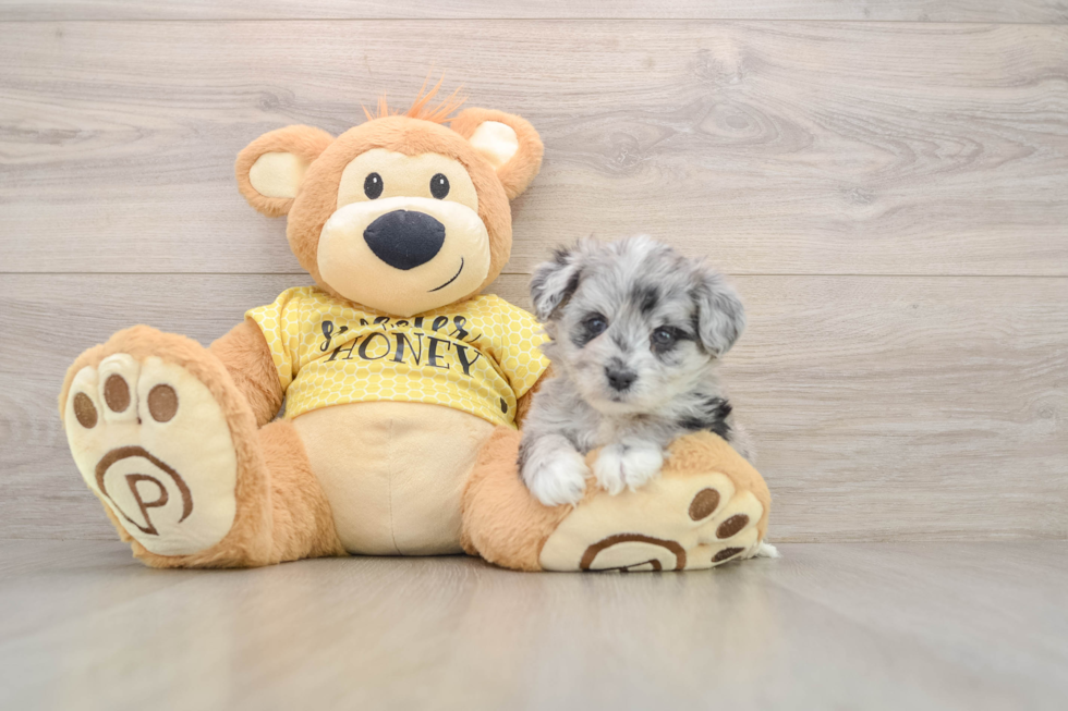 Hypoallergenic Aussie Bichon Designer Puppy