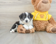 6 week old Aussiechon Puppy For Sale - Pilesgrove Pups