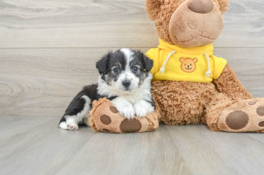 Energetic Aussie Bichon Designer Puppy