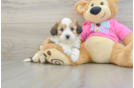 Aussiechon Puppy for Adoption