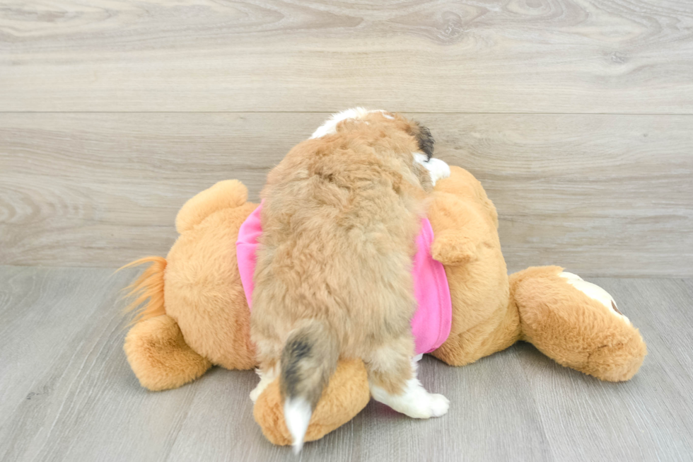 Aussiechon Pup Being Cute