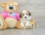 5 week old Aussiechon Puppy For Sale - Pilesgrove Pups
