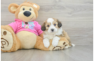 Smart Aussiechon Designer Pup