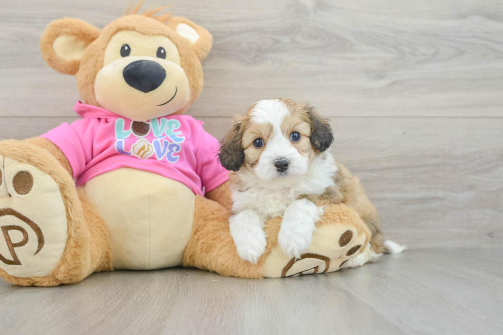 Smart Aussiechon Designer Pup