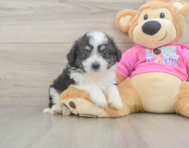 6 week old Aussiechon Puppy For Sale - Pilesgrove Pups