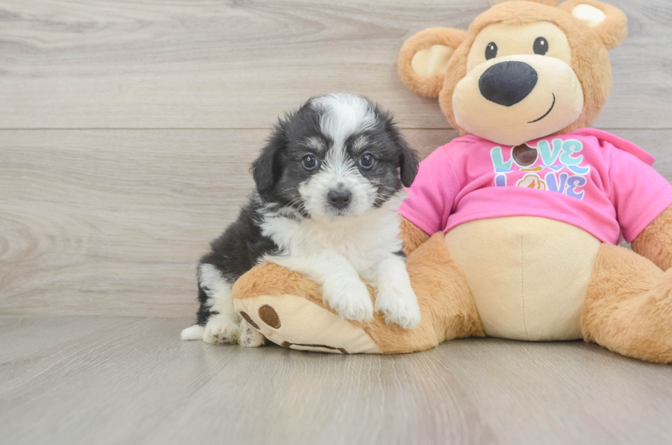 5 week old Aussiechon Puppy For Sale - Pilesgrove Pups