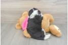 Funny Aussiechon Designer Pup