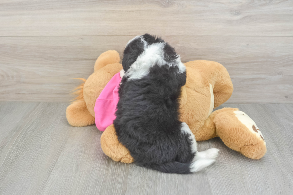 Funny Aussiechon Designer Pup