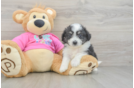 Best Aussiechon Baby