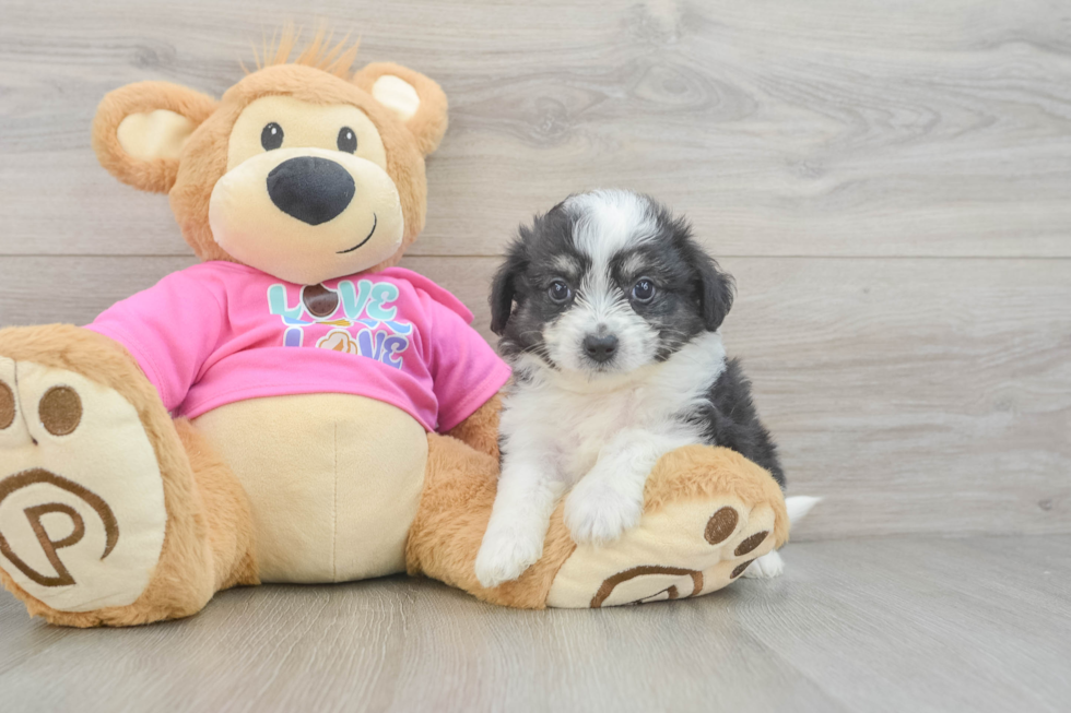 Best Aussiechon Baby