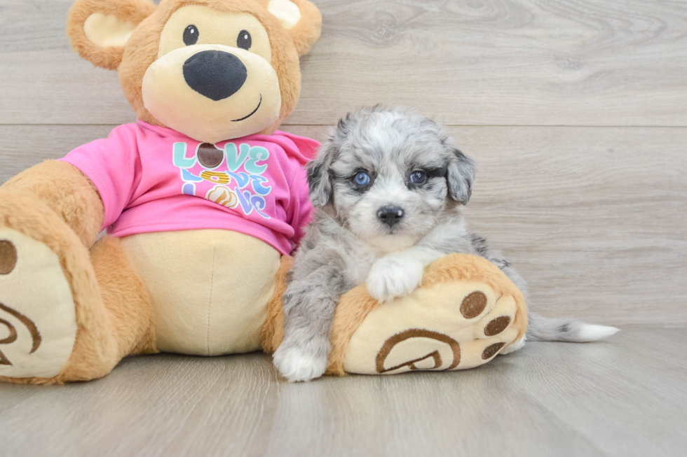 Adorable Aussie Bichon Designer Puppy