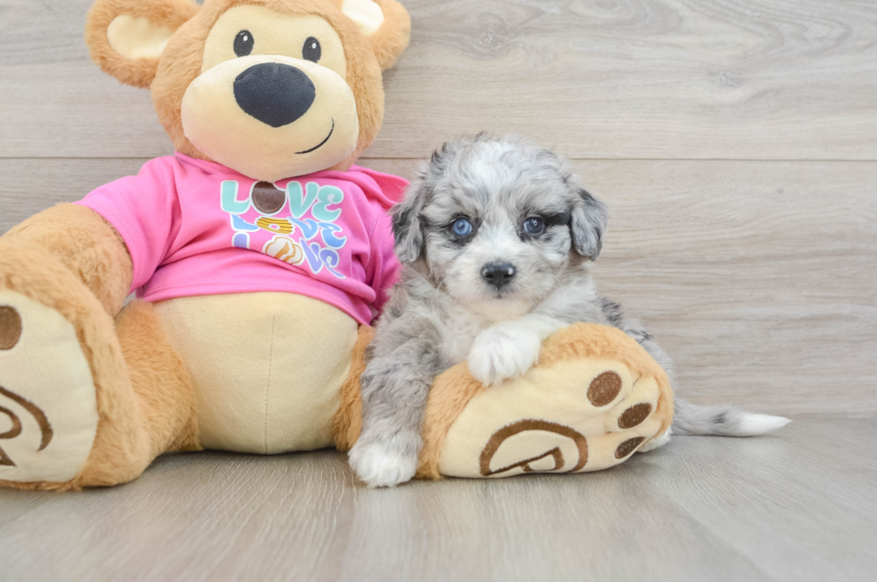 5 week old Aussiechon Puppy For Sale - Pilesgrove Pups