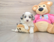 8 week old Aussiechon Puppy For Sale - Pilesgrove Pups
