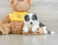 8 week old Aussiechon Puppy For Sale - Pilesgrove Pups