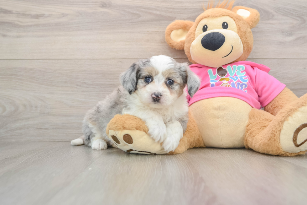 Aussiechon Pup Being Cute