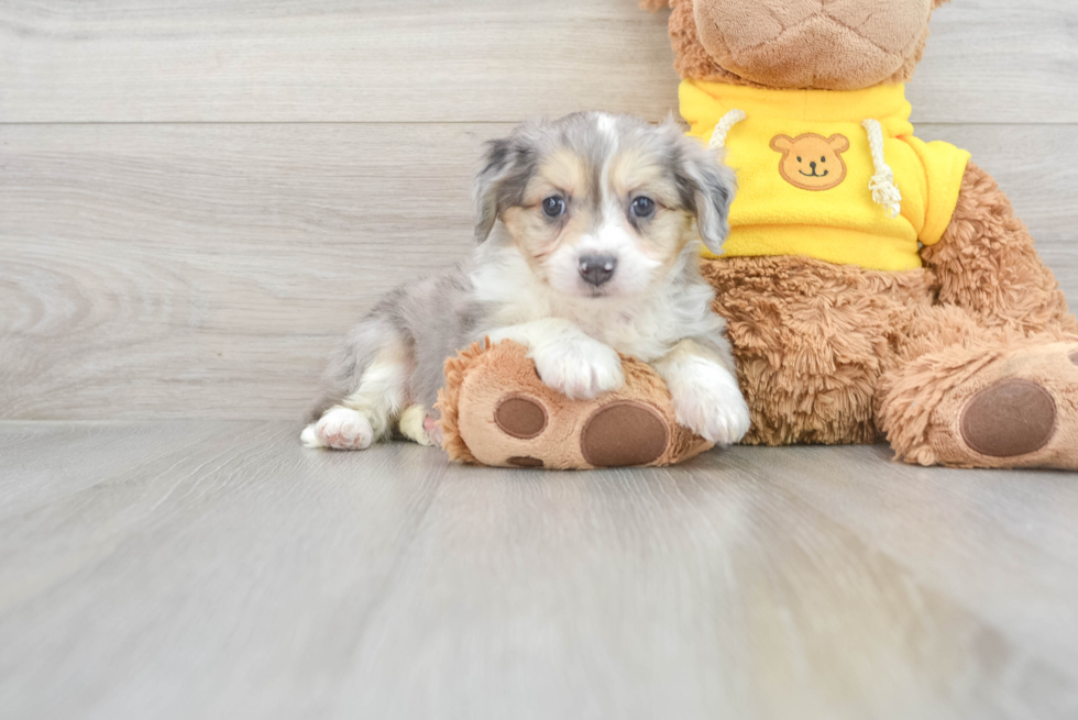 Aussiechon Pup Being Cute