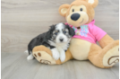 Aussiechon Puppy for Adoption