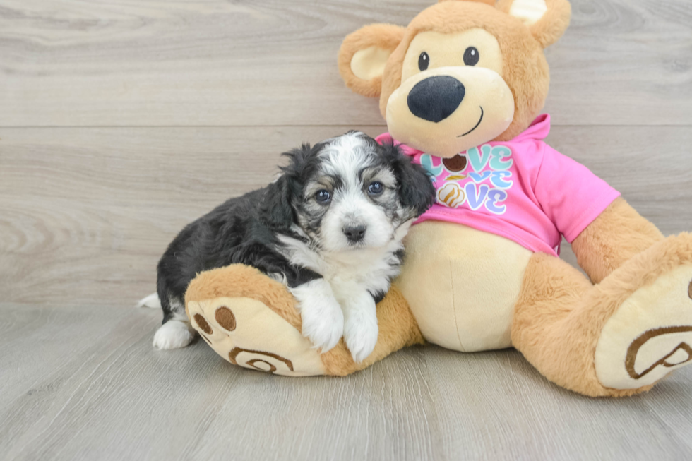Aussiechon Puppy for Adoption