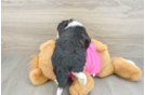 Best Aussiechon Baby