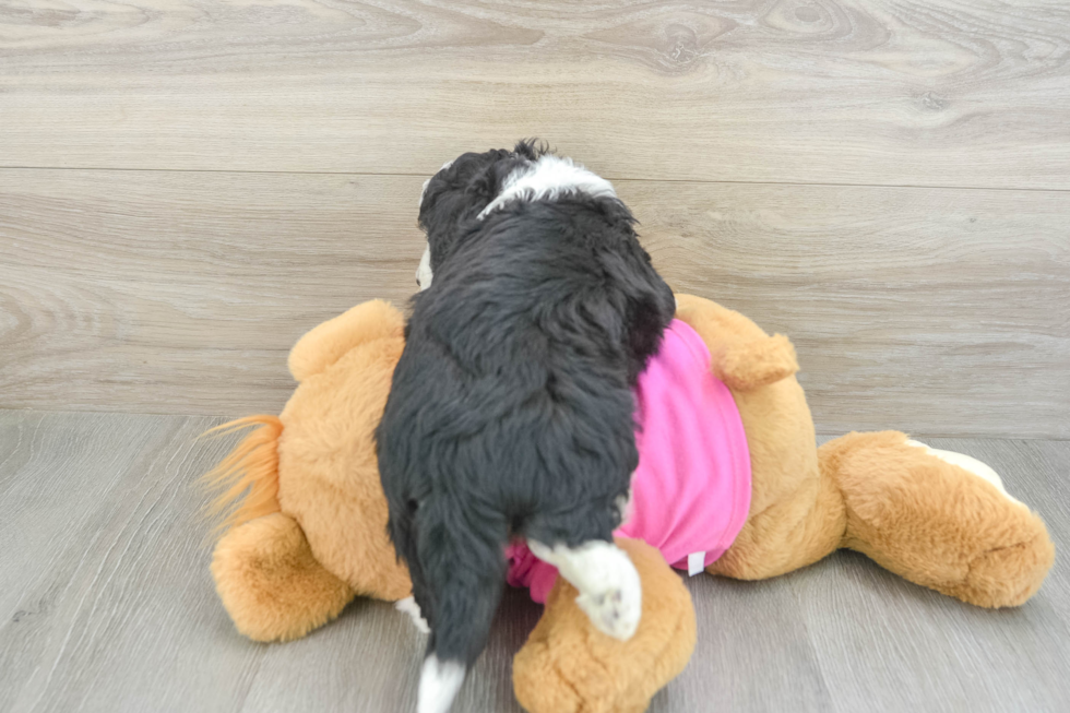 Best Aussiechon Baby