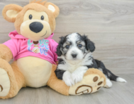 5 week old Aussiechon Puppy For Sale - Pilesgrove Pups