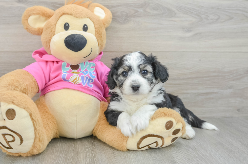5 week old Aussiechon Puppy For Sale - Pilesgrove Pups