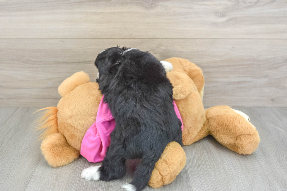 Energetic Aussie Bichon Designer Puppy