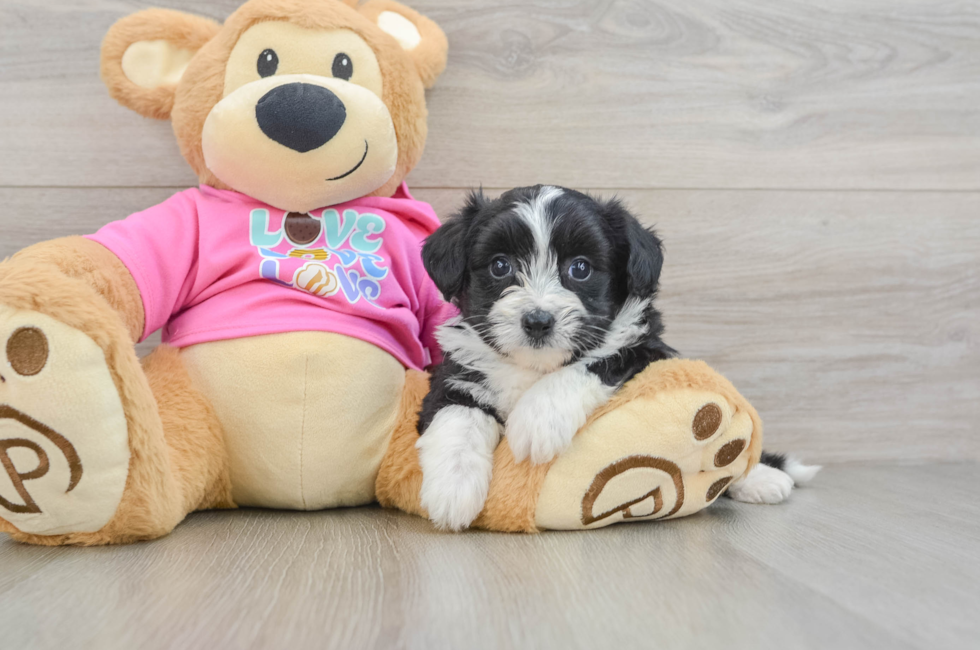 5 week old Aussiechon Puppy For Sale - Pilesgrove Pups