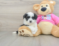 6 week old Aussiechon Puppy For Sale - Pilesgrove Pups