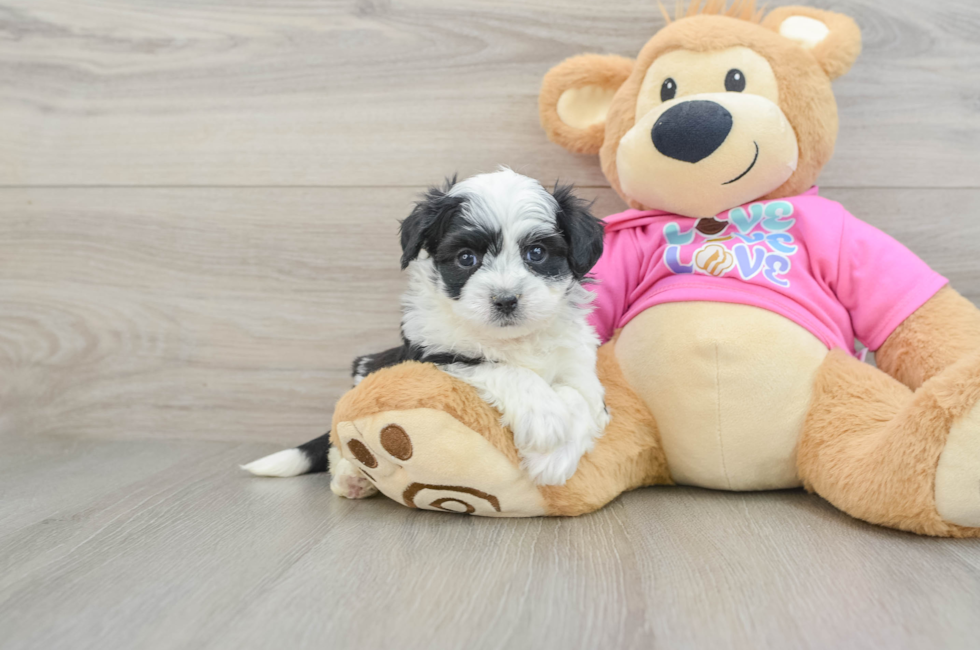 5 week old Aussiechon Puppy For Sale - Pilesgrove Pups