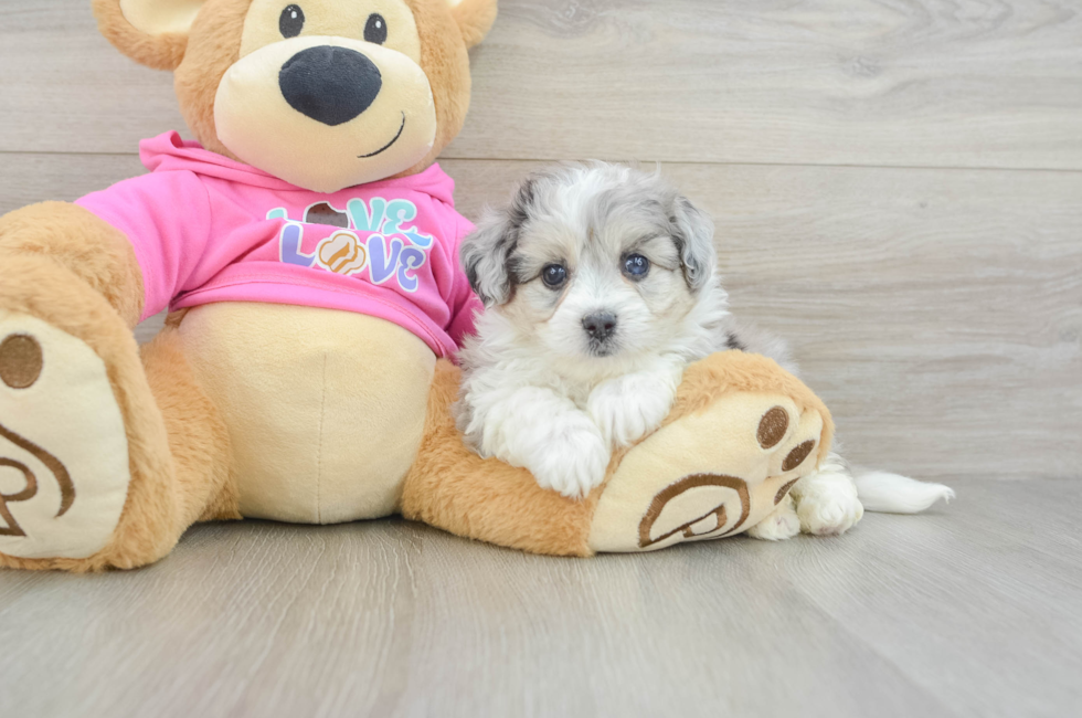 5 week old Aussiechon Puppy For Sale - Pilesgrove Pups