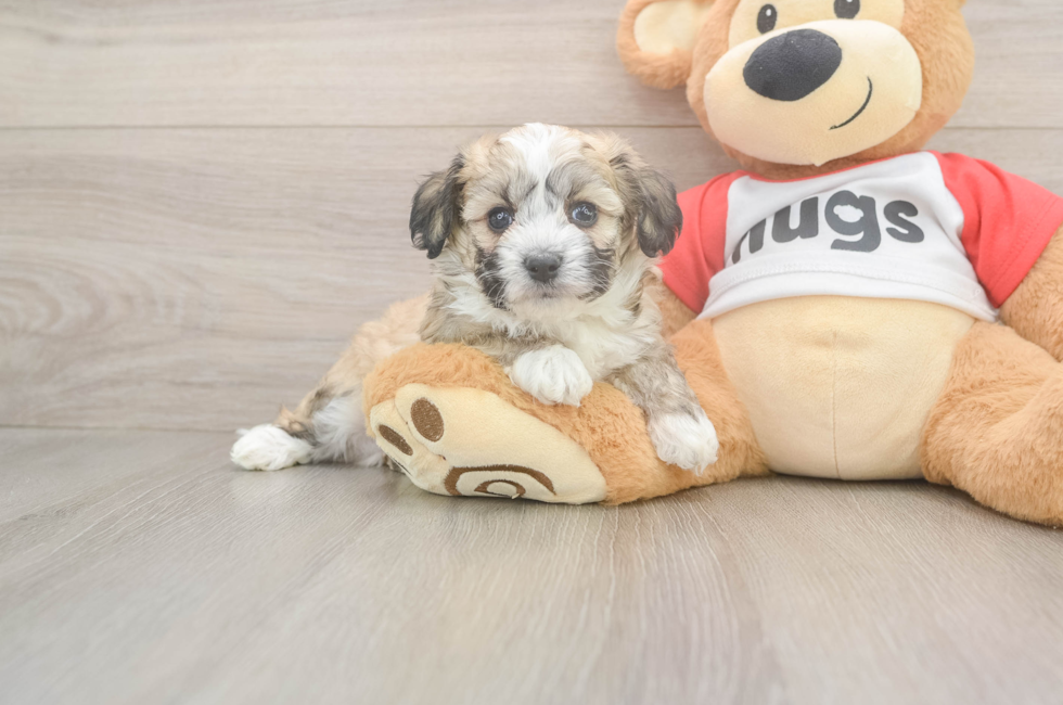 5 week old Aussiechon Puppy For Sale - Pilesgrove Pups