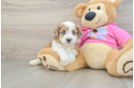 Popular Aussiechon Designer Pup