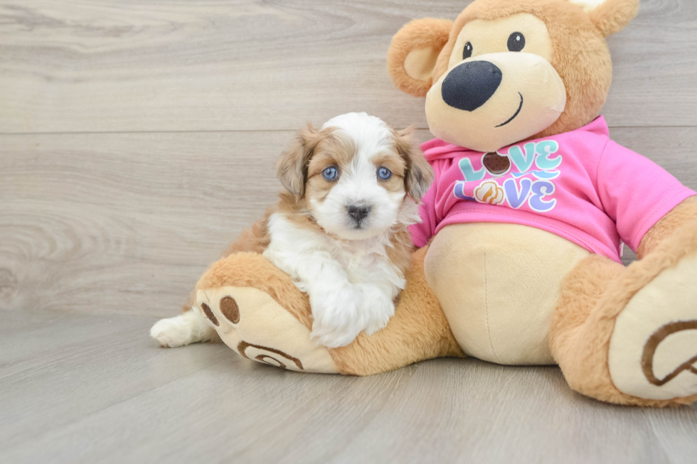Popular Aussiechon Designer Pup