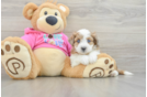 Aussiechon Puppy for Adoption