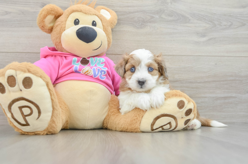 5 week old Aussiechon Puppy For Sale - Pilesgrove Pups