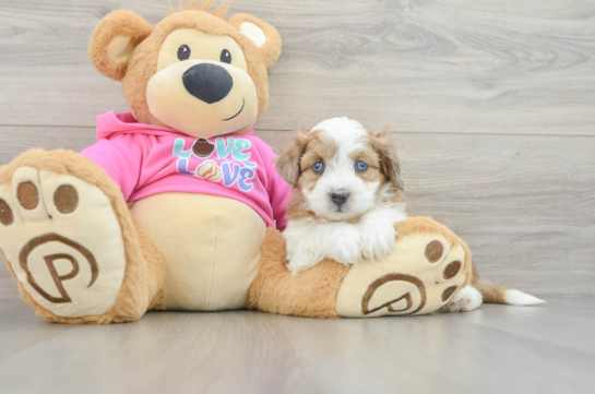 Aussiechon Puppy for Adoption