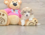 7 week old Aussiechon Puppy For Sale - Pilesgrove Pups