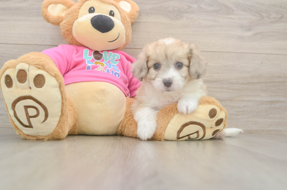 6 week old Aussiechon Puppy For Sale - Pilesgrove Pups